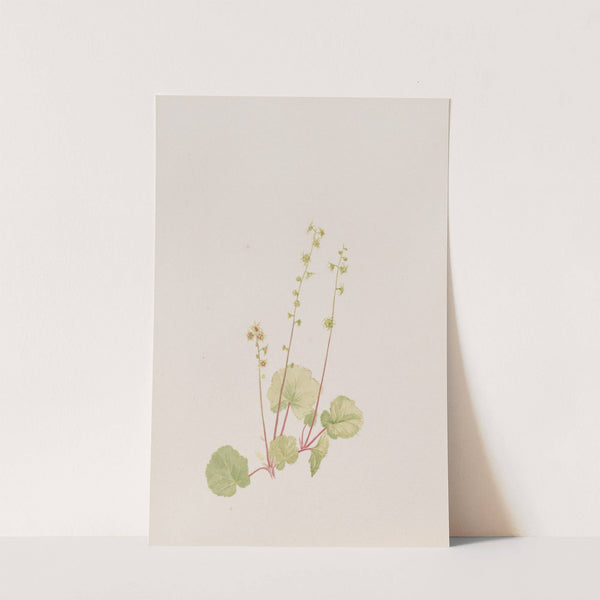 Mitella nuda (ca. 1900-1920) by Mary Vaux Walcott