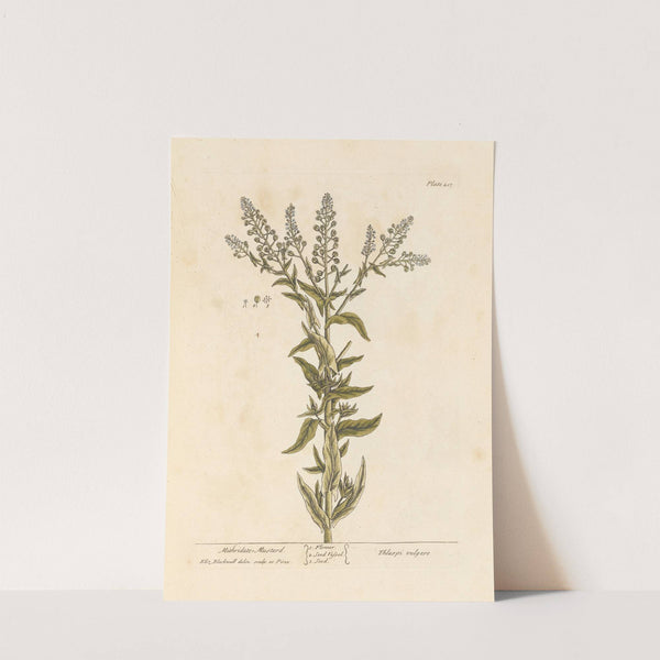 Mithridate mustard by Elizabeth Blackwell