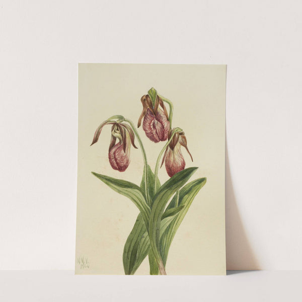 Moccasin Flower (Cypripedium acaule) (1904) by Mary Vaux Walcott