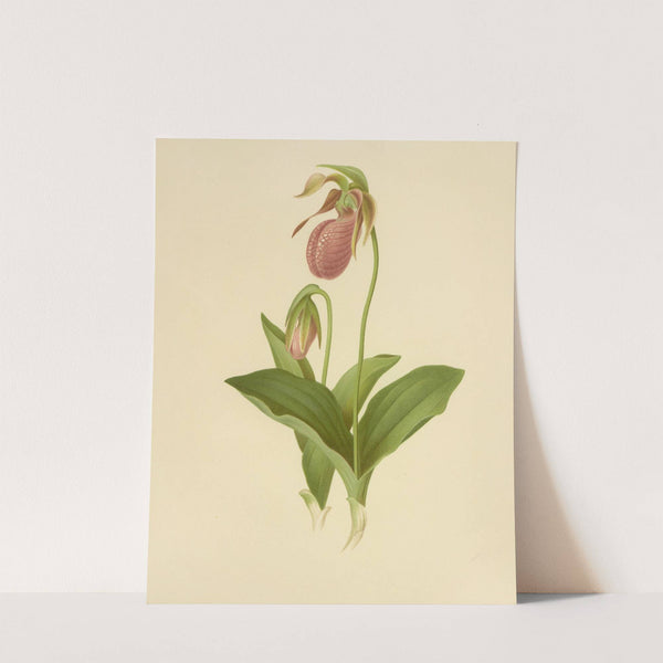 Moccasin Flower (Lady’s Slipper) (1887) by Isaac Sprague