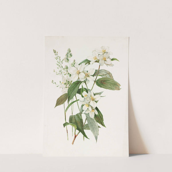 Mock Orange or Syringa (1885) by Alois Lunzer