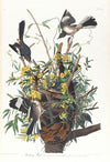 Mocking bird
