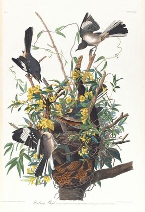Mocking bird