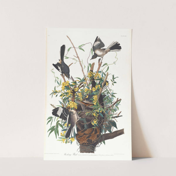 Mocking bird by John James Audubon