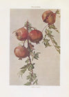Modern decorative art Vol. I Pl.12