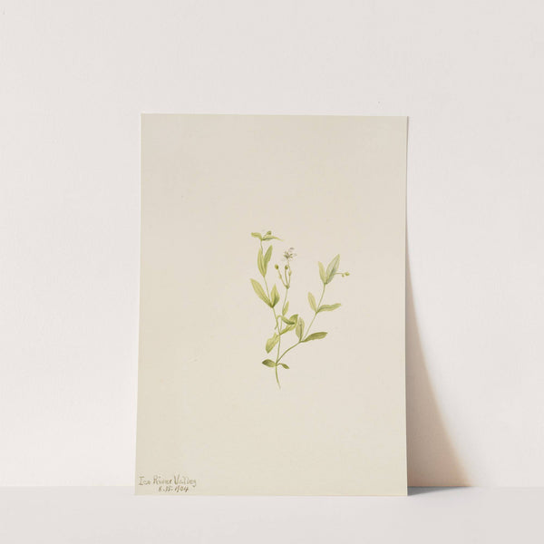 Moehringia laberiflora (1904) by Mary Vaux Walcott