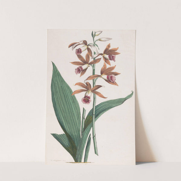 Moerasorchidee by Hendrik Schwegman