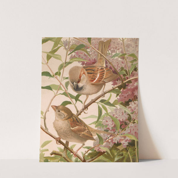 Moineau Franc by Léo-Paul Robert