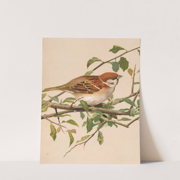 Moineau Friquet by Léo-Paul Robert