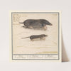 Mol (Talpa europaea) en spitsmuis (Soricidae) 1a. Mol 2a. aerde Muijs (1596-1610) by Anselmus Boëtius de Boodt