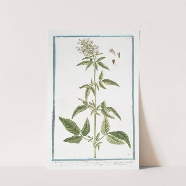 Moldavica Americana trifolia odore gravi, Camphoræ spirans penetrantissimum - Moldavica - Moldavique. (Moldavian balm) by Giorgio Bonelli