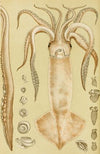 Mollusca I