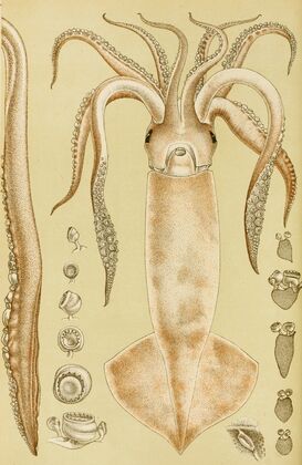Mollusca I