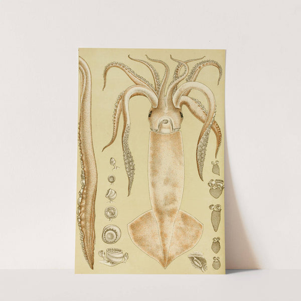 Mollusca I by Frederick McCoy