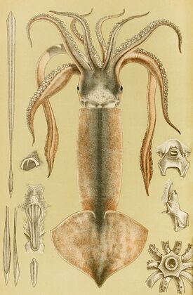Mollusca II