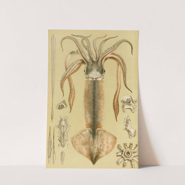 Mollusca II by Frederick McCoy