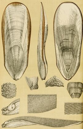 Mollusca III