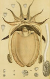 Mollusca IV