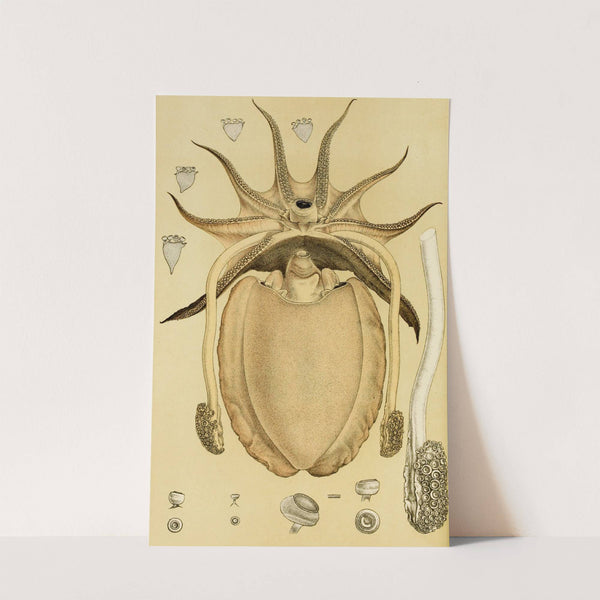 Mollusca IV by Frederick McCoy