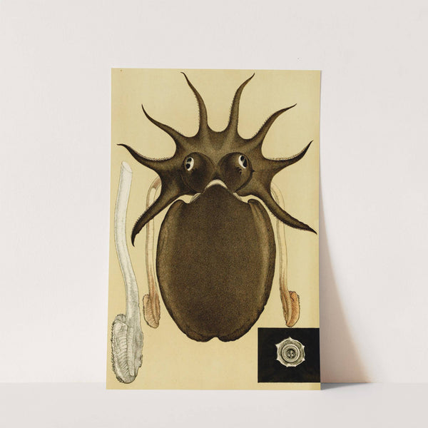 Mollusca V by Frederick McCoy