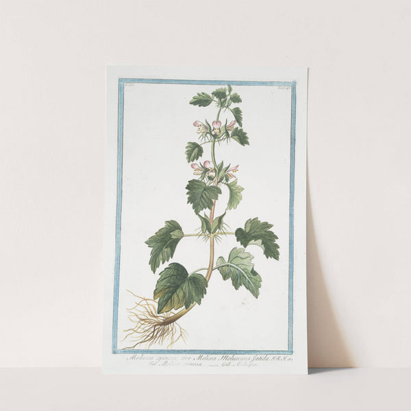 Molucca spinosa, sive Melissa Moluccana, foetida - Moluca spinosa - Moluque. (Spiny Molucca) by Giorgio Bonelli