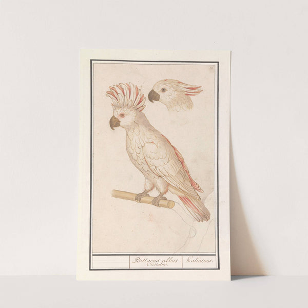 Molukkenkaketoe (Cacatua moluccensis) Psittacus albus Cristatus. Kakatoës (1596-1610) by Anselmus Boëtius de Boodt