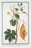 Momordica Zeylanica, pampinea fronde, fructu longiore – Pomme de merveille. (Bitter gourd from Sri Lanka)