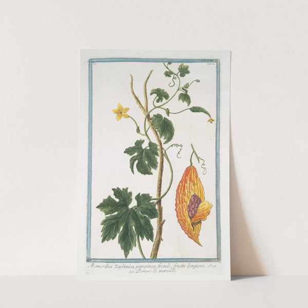 Momordica Zeylanica, pampinea fronde, fructu longiore - Pomme de merveille. (Bitter gourd from Sri Lanka) by Giorgio Bonelli