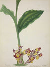 Mon Jardin a Ceylan Pl.001 (1896)