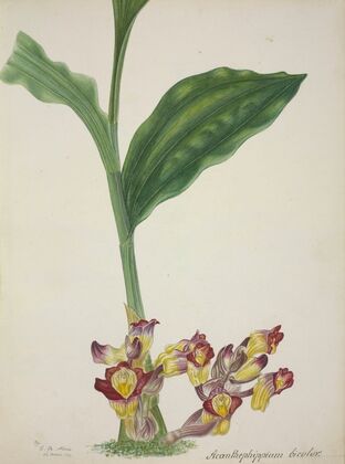 Mon Jardin a Ceylan Pl.001 (1896)
