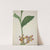 Mon Jardin a Ceylan Pl.001 (1896) by George De Alwis