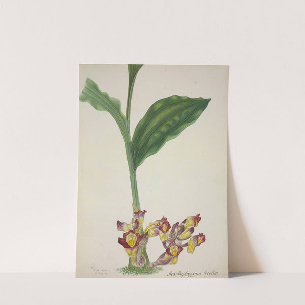 Mon Jardin a Ceylan Pl.001 (1896) by George De Alwis