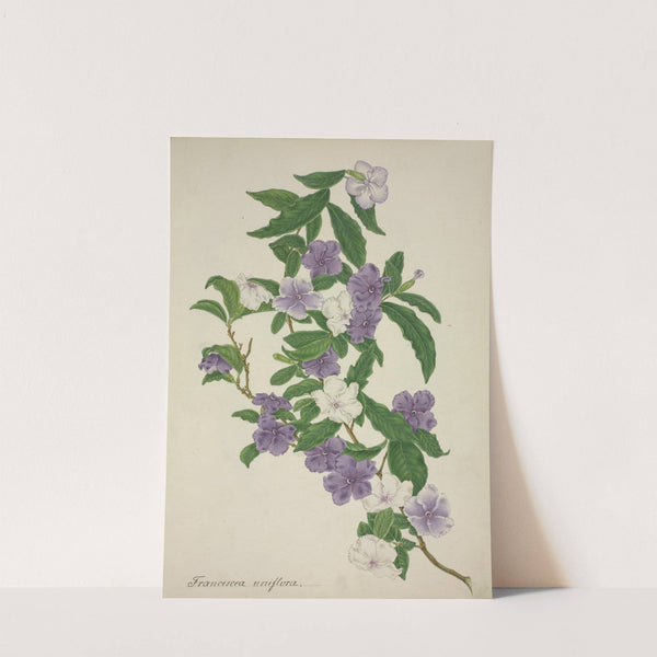 Mon Jardin a Ceylan Pl.009 (1896) by George De Alwis