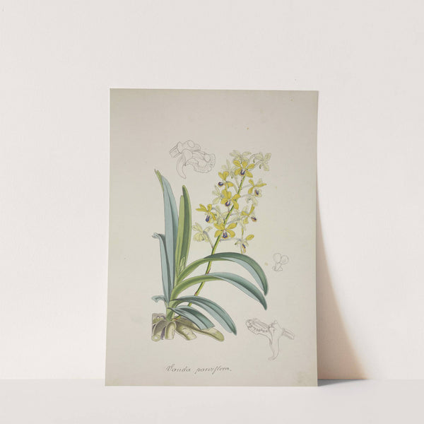 Mon Jardin a Ceylan Pl.012 (1896) by George De Alwis