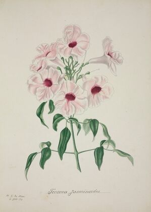 Mon Jardin a Ceylan Pl.013 (1896)