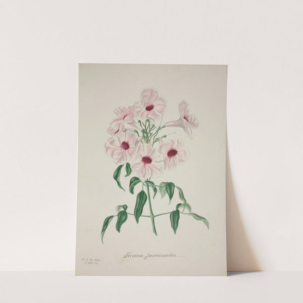 Mon Jardin a Ceylan Pl.013 (1896) by George De Alwis