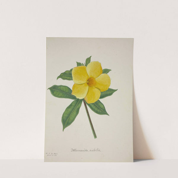 Mon Jardin a Ceylan Pl.015 (1896) by George De Alwis