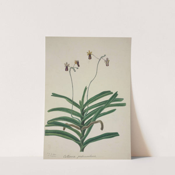 Mon Jardin a Ceylan Pl.017 (1896) by George De Alwis