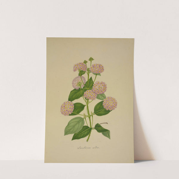 Mon Jardin a Ceylan Pl.020 (1896) by George De Alwis