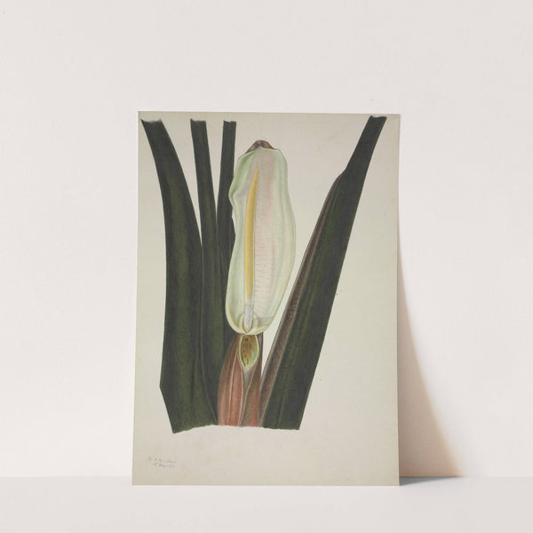 Mon Jardin a Ceylan Pl.026 (1896) by George De Alwis