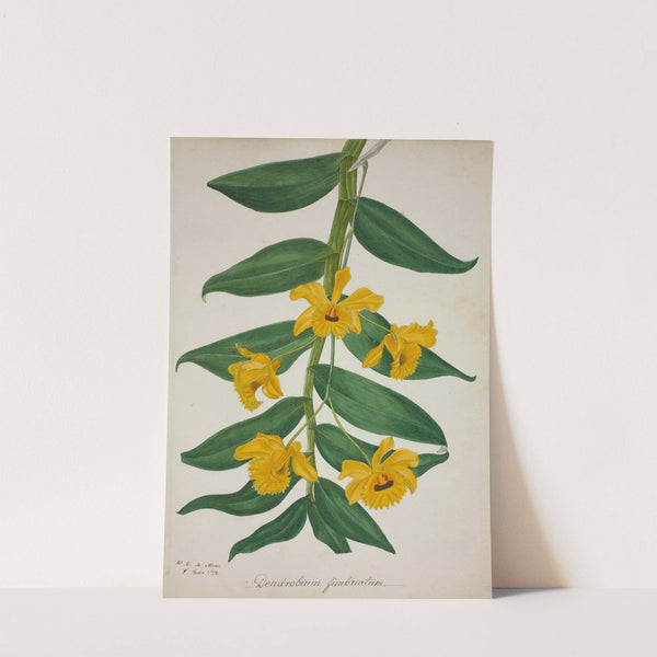 Mon Jardin a Ceylan Pl.027 (1896) by George De Alwis