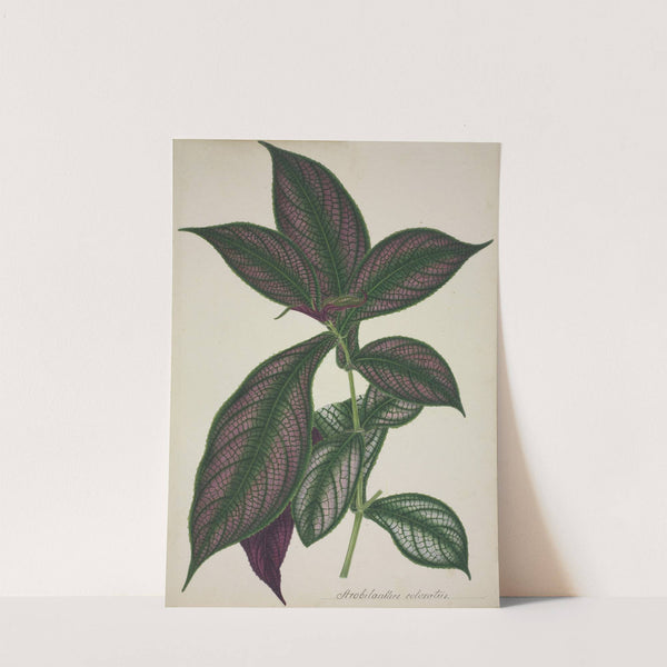 Mon Jardin a Ceylan Pl.028 (1896) by George De Alwis