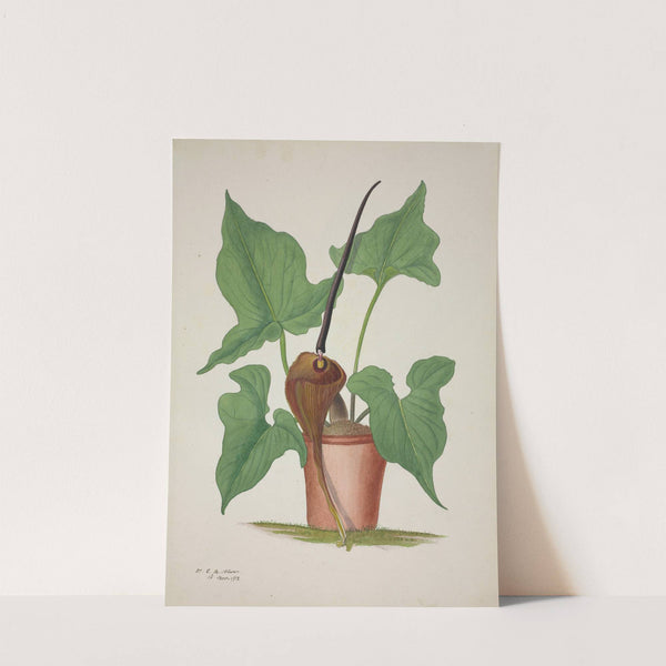 Mon Jardin a Ceylan Pl.033 (1896) by George De Alwis