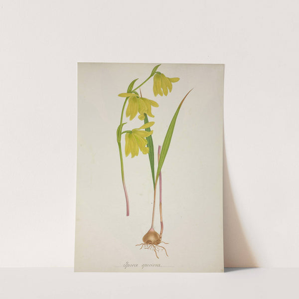 Mon Jardin a Ceylan Pl.036 (1896) by George De Alwis