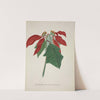 Mon Jardin a Ceylan Pl.039 (1896) by George De Alwis