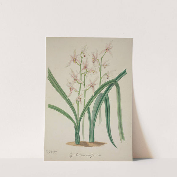 Mon Jardin a Ceylan Pl.042 (1896) by George De Alwis