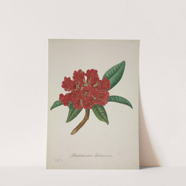 Mon Jardin a Ceylan Pl.043 (1896) by George De Alwis