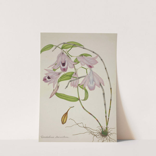 Mon Jardin a Ceylan Pl.045 (1896) by George De Alwis