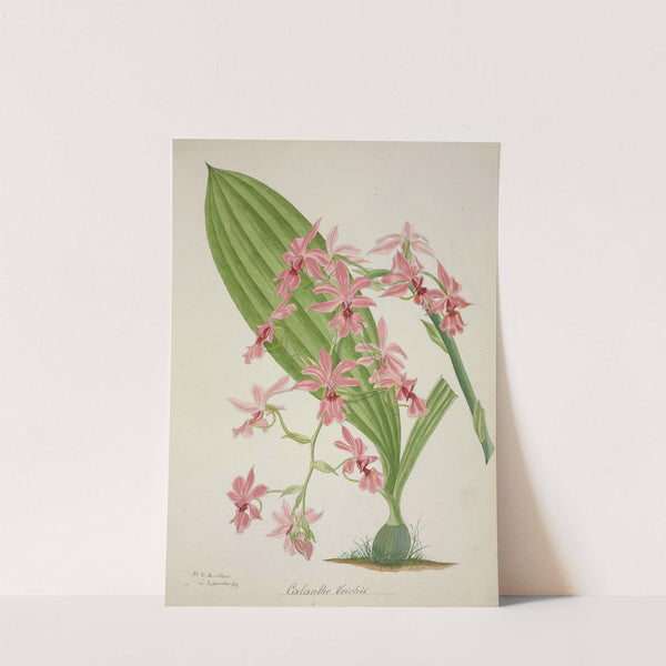 Mon Jardin a Ceylan Pl.047 (1896) by George De Alwis