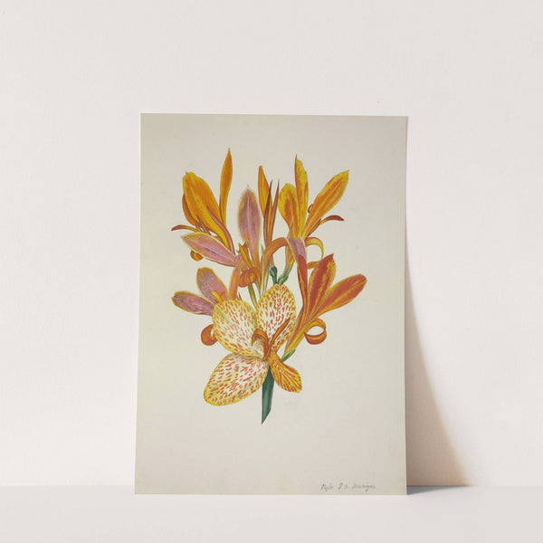 Mon Jardin a Ceylan Pl.050 (1896) by George De Alwis